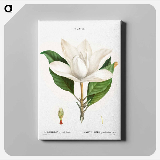 アートパネル-Southern magnolia - ピエール ジョゼフ ルドゥーテ Canvas.