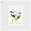 アートポストカード-Southern magnolia - ピエール ジョゼフ ルドゥーテ Postcard.