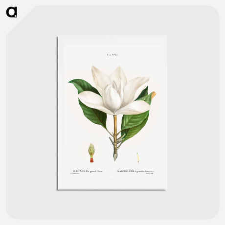 アートポストカード-Southern magnolia - ピエール ジョゼフ ルドゥーテ Postcard.