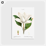 アートポストカード-Southern magnolia - ピエール ジョゼフ ルドゥーテ Postcard.