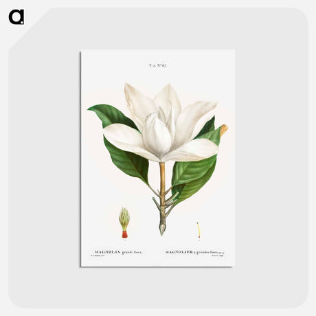 アートポストカード-Southern magnolia - ピエール ジョゼフ ルドゥーテ Postcard.