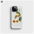 2-34_Pomona-Italiana_phone