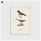 アートポストカード-Brambling
 - スヴェンスカ フォグラル Postcard.