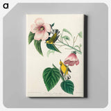 アートパネル-Blue-winged Yellow Warbler from Birds of America
 - アメリカの鳥たち Canvas.