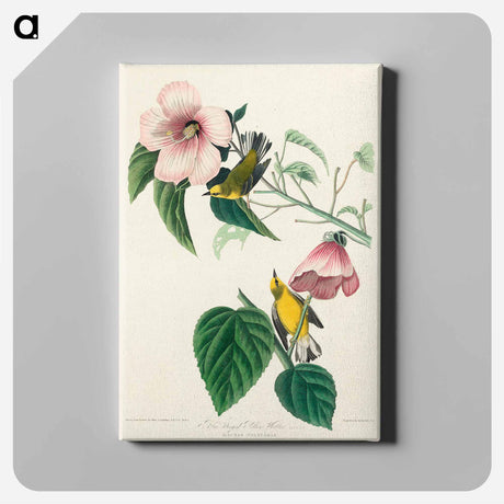 アートパネル-Blue-winged Yellow Warbler from Birds of America
 - アメリカの鳥たち Canvas.