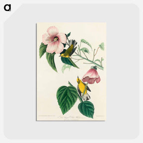 アートポストカード-Blue-winged Yellow Warbler from Birds of America
 - アメリカの鳥たち Postcard.