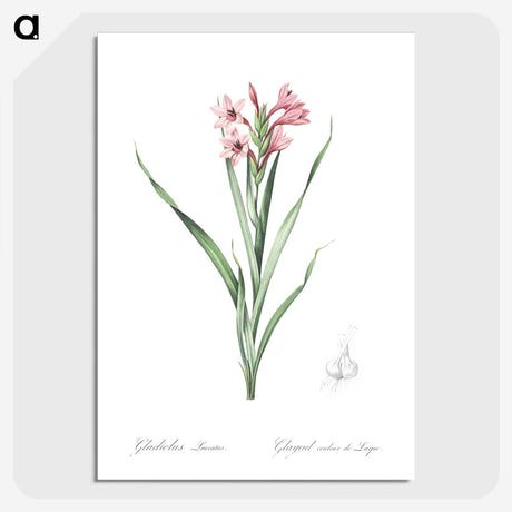 2-34_The-Lilies_picture-crop