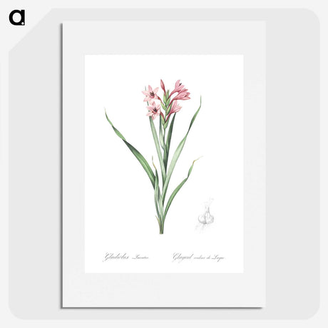 2-34_The-Lilies_picture