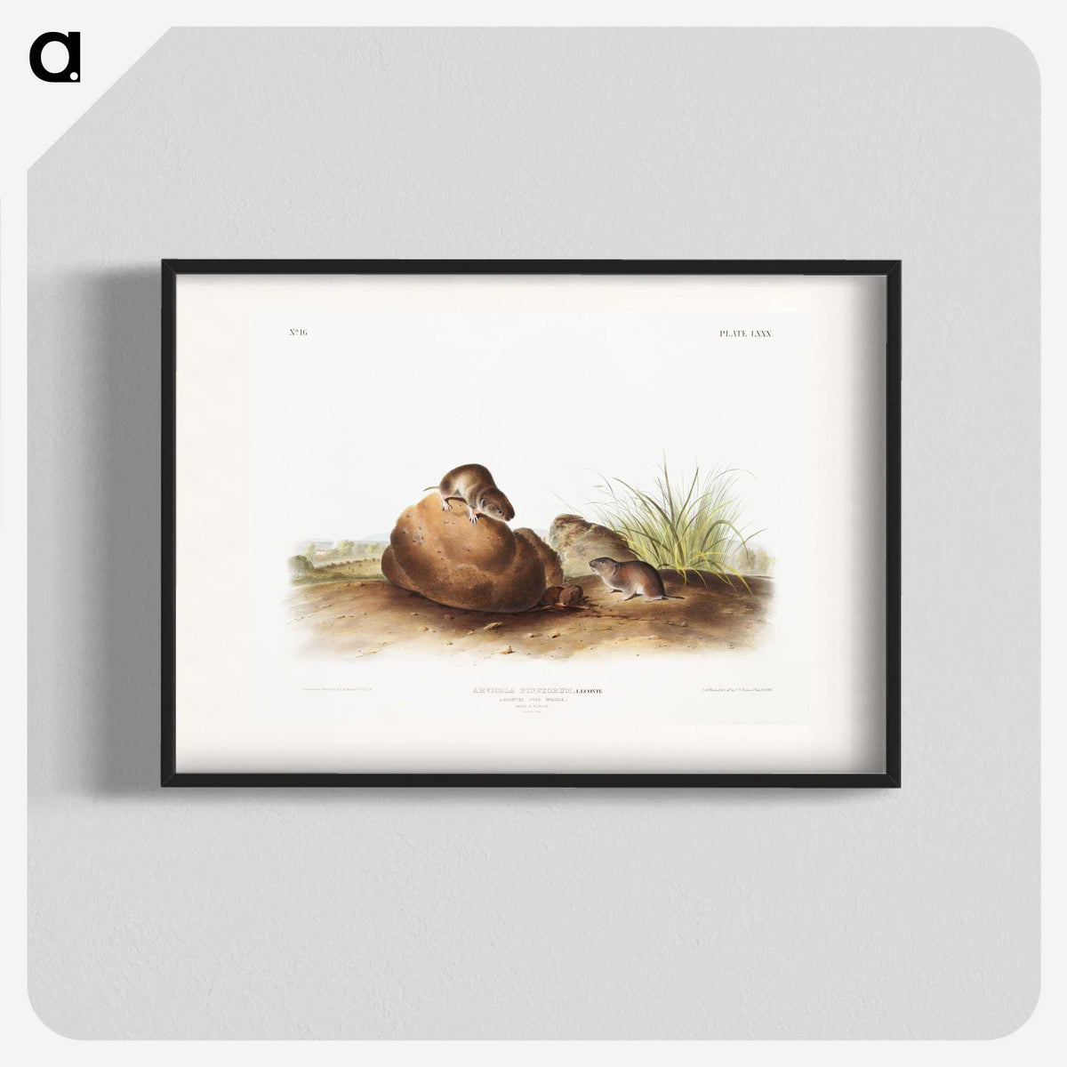 2-34_The-Viviparous-Quadrupeds_blk
