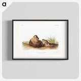 2-34_The-Viviparous-Quadrupeds_blk