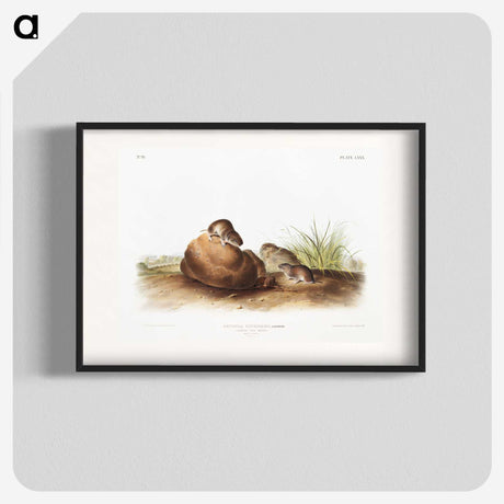 2-34_The-Viviparous-Quadrupeds_blk
