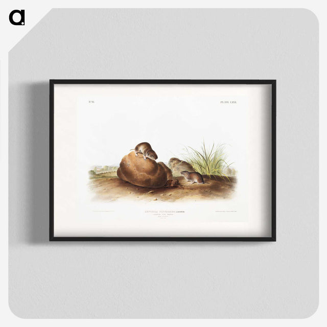 2-34_The-Viviparous-Quadrupeds_blk