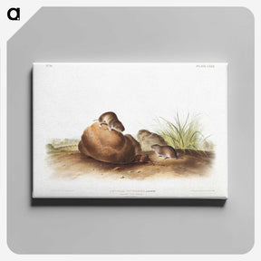 2-34_The-Viviparous-Quadrupeds_canvas