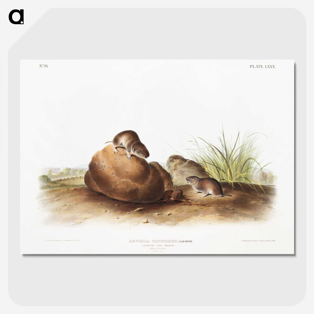 2-34_The-Viviparous-Quadrupeds_picture-crop