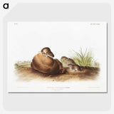 2-34_The-Viviparous-Quadrupeds_picture-crop