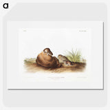 2-34_The-Viviparous-Quadrupeds_picture