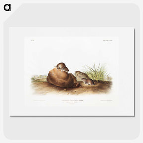 2-34_The-Viviparous-Quadrupeds_picture