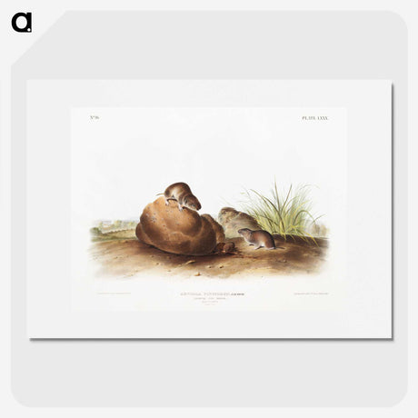 2-34_The-Viviparous-Quadrupeds_picture