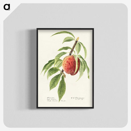 2-34_USDA-Watercolor-Fruit-Painting-Collection_blk-crop
