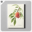 2-34_USDA-Watercolor-Fruit-Painting-Collection_canvas