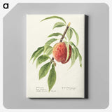 2-34_USDA-Watercolor-Fruit-Painting-Collection_canvas