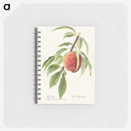 2-34_USDA-Watercolor-Fruit-Painting-Collection_memo