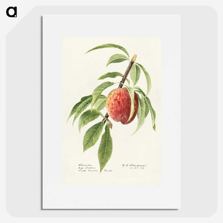 2-34_USDA-Watercolor-Fruit-Painting-Collection_picture