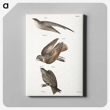 2-34_Zoology-of-New-York_canvas