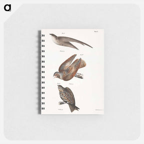 アートメモ帳-The Chimney Swallow - ニューヨークの動物学 Memo.