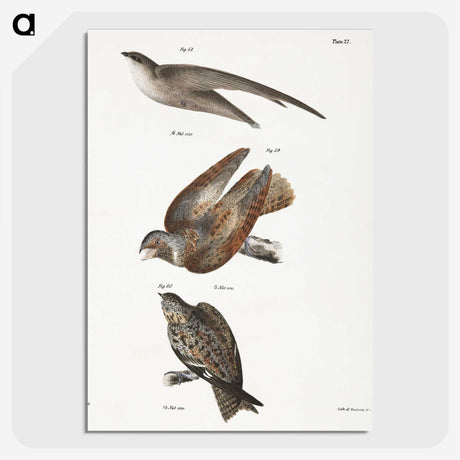 2-34_Zoology-of-New-York_picture-crop