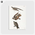2-34_Zoology-of-New-York_postcard