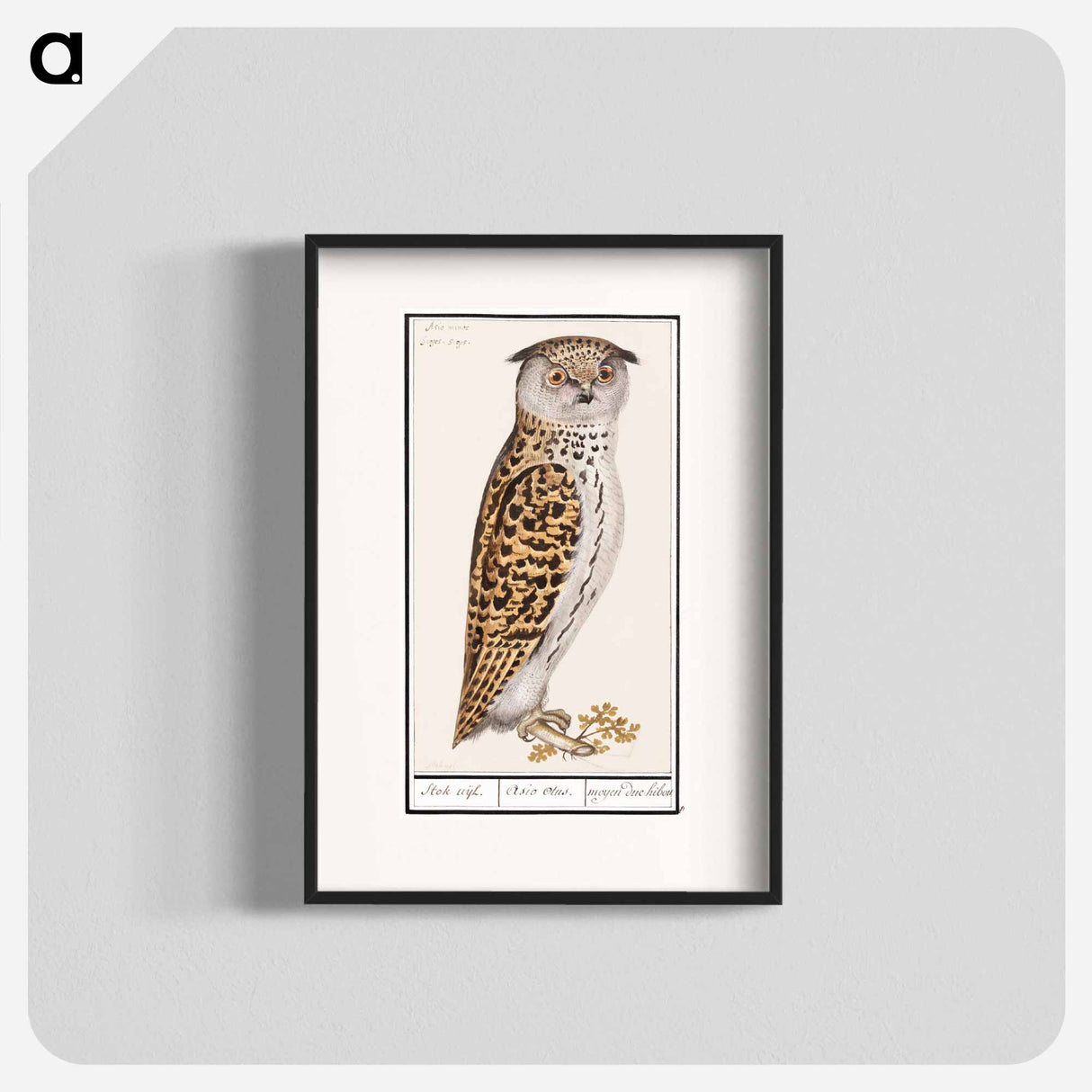 Eurasian scops owl - アンセルムス ボエティウス デ ブート Poster.