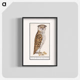 Eurasian scops owl - アンセルムス ボエティウス デ ブート Poster.