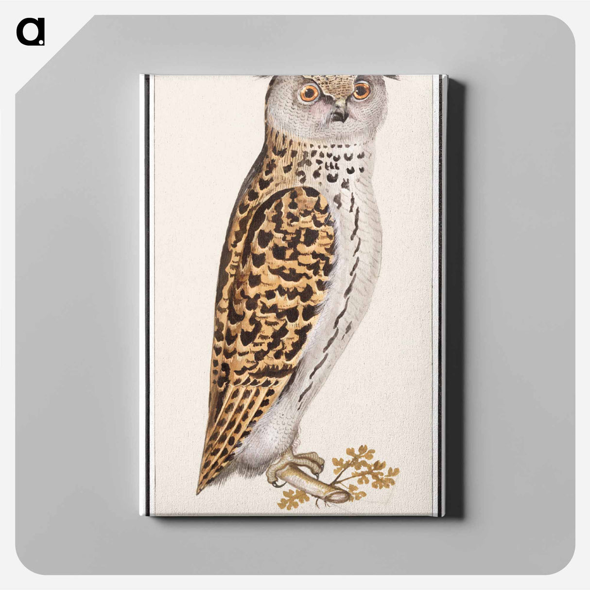 Eurasian scops owl - アンセルムス ボエティウス デ ブート Canvas.