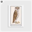 アートポストカード-Eurasian scops owl - アンセルムス ボエティウス デ ブート Postcard.
