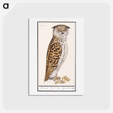 アートポストカード-Eurasian scops owl - アンセルムス ボエティウス デ ブート Postcard.