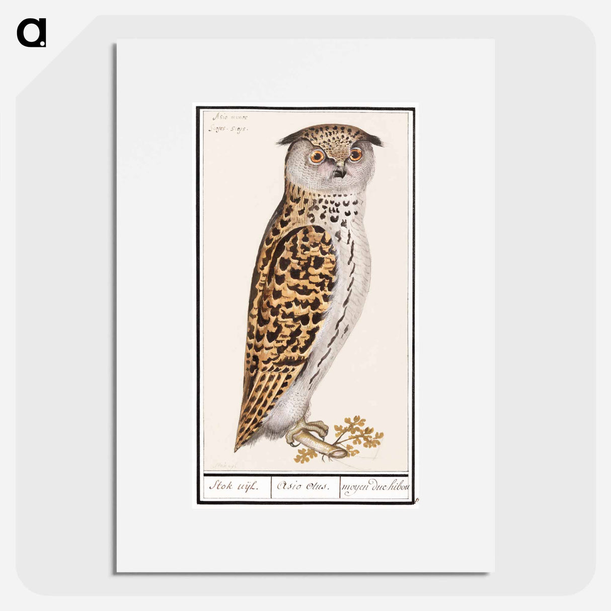 Eurasian scops owl - アンセルムス ボエティウス デ ブート Poster.