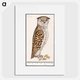 Eurasian scops owl - アンセルムス ボエティウス デ ブート Poster.