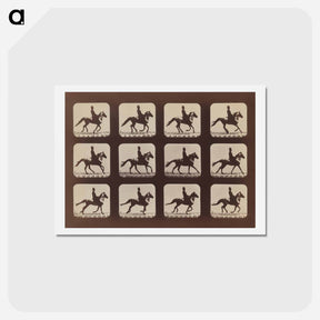 アートポストカード-Attitudes of Animals in Motion
 - エドワード マイブリッジ Postcard.