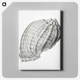 2-35_Ernst-Haeckel_canvas