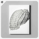 Vintage terrestrial snail illustration - エルンスト ヘッケル Canvas.