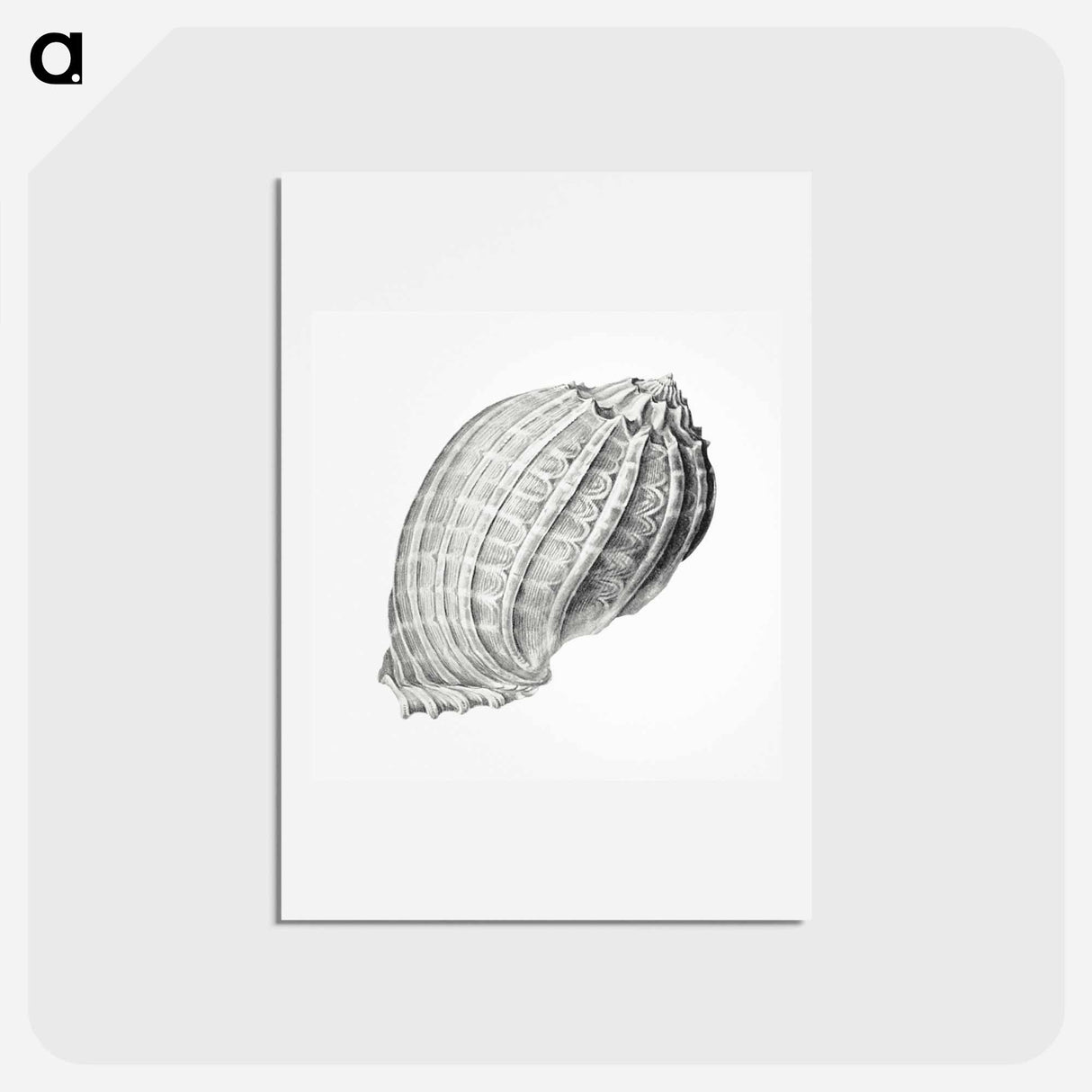 アートポストカード-Vintage terrestrial snail illustration - エルンスト ヘッケル Postcard.
