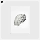 アートポストカード-Vintage terrestrial snail illustration - エルンスト ヘッケル Postcard.