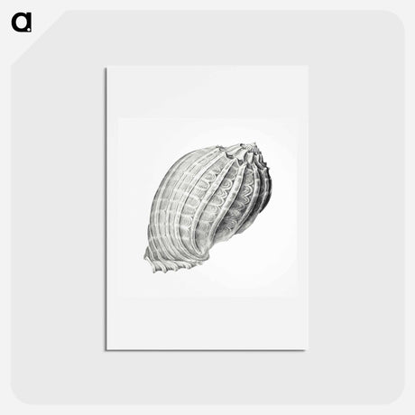 アートポストカード-Vintage terrestrial snail illustration - エルンスト ヘッケル Postcard.