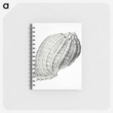 2-35_Ernst-Haeckel_memo