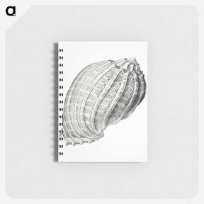 2-35_Ernst-Haeckel_memo