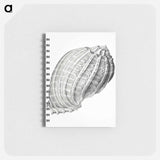 アートメモ帳-Vintage terrestrial snail illustration - エルンスト ヘッケル Memo.