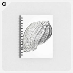 アートメモ帳-Vintage terrestrial snail illustration - エルンスト ヘッケル Memo.