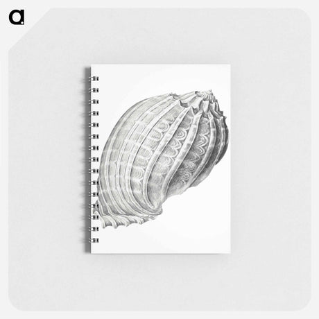 アートメモ帳-Vintage terrestrial snail illustration - エルンスト ヘッケル Memo.