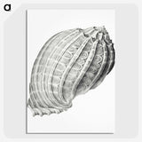 2-35_Ernst-Haeckel_picture-crop